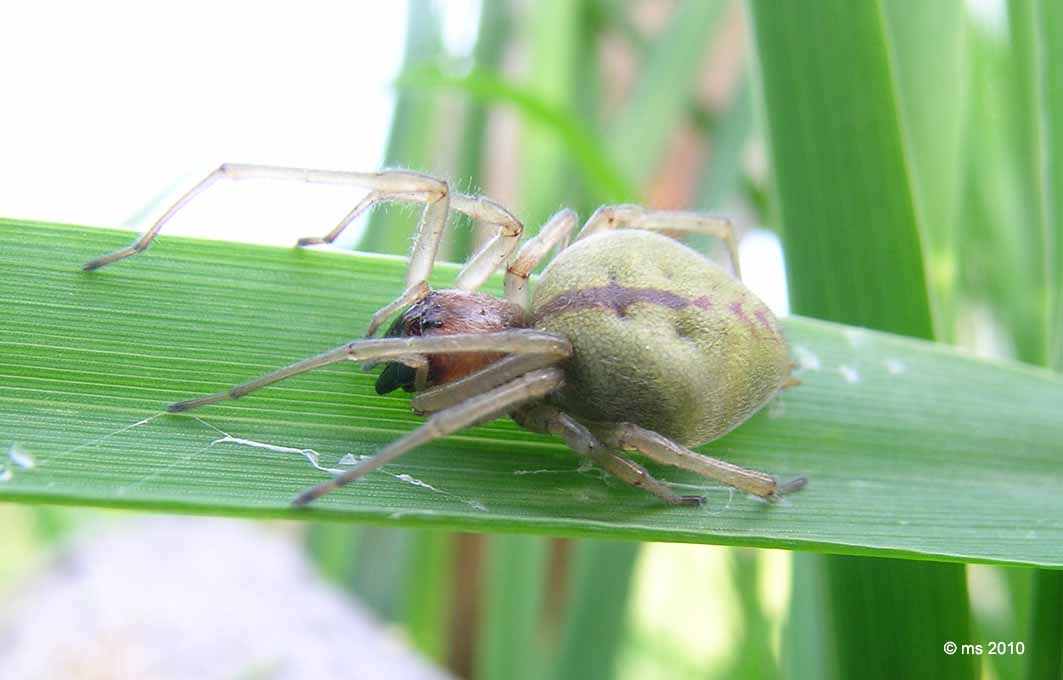 Clubionidae?   No, Cheiracanthiidae: Cheiracanthium sp. - Osilo (SS)